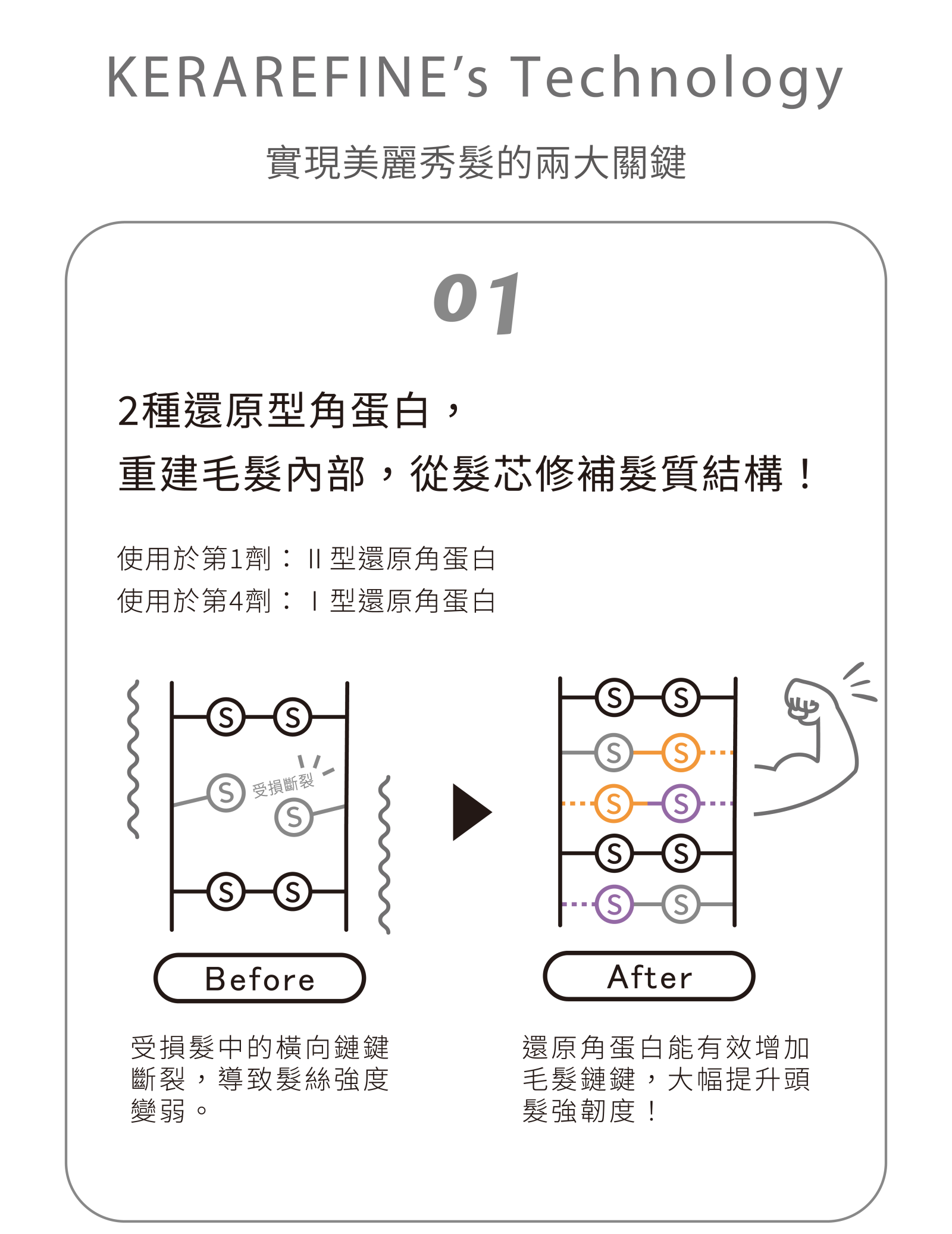 KERAREFINE技術原理一:2種還原型角蛋白重建S-S鍵結,從髮芯修補髮質結構示意圖
